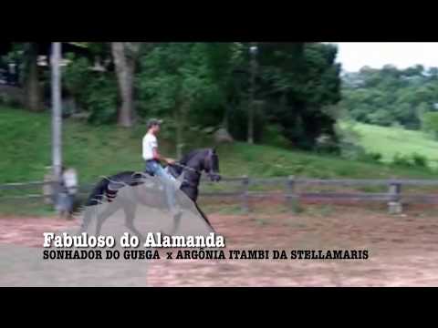 CAVALO DA SEMANA - FABULOSO DO ALAMANDA - MANGALARGA AMRCHADOR