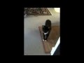 Taming A Feral Cat