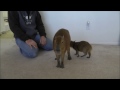 Training and Playing with Cute Pet Capybara ペットカピバラを訓練