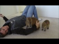 Training and Playing with Cute Pet Capybara ペットカピバラを訓練