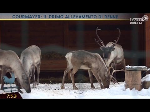 Courmayeur: il primo allevamento di renne in Italia