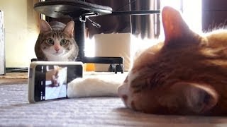 自撮り猫 - Selfie Cats -