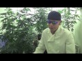 Medicinal Marijuana Growing Tips.