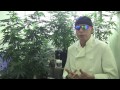 Medicinal Marijuana Growing Tips.