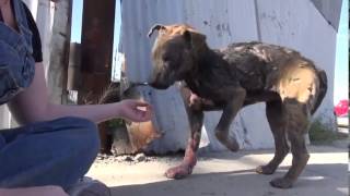 Chien abandonné ,dans un état lamentable, sauvé par Hope For Paws .... formidable !