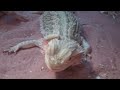 The Famous Bearded Dragon