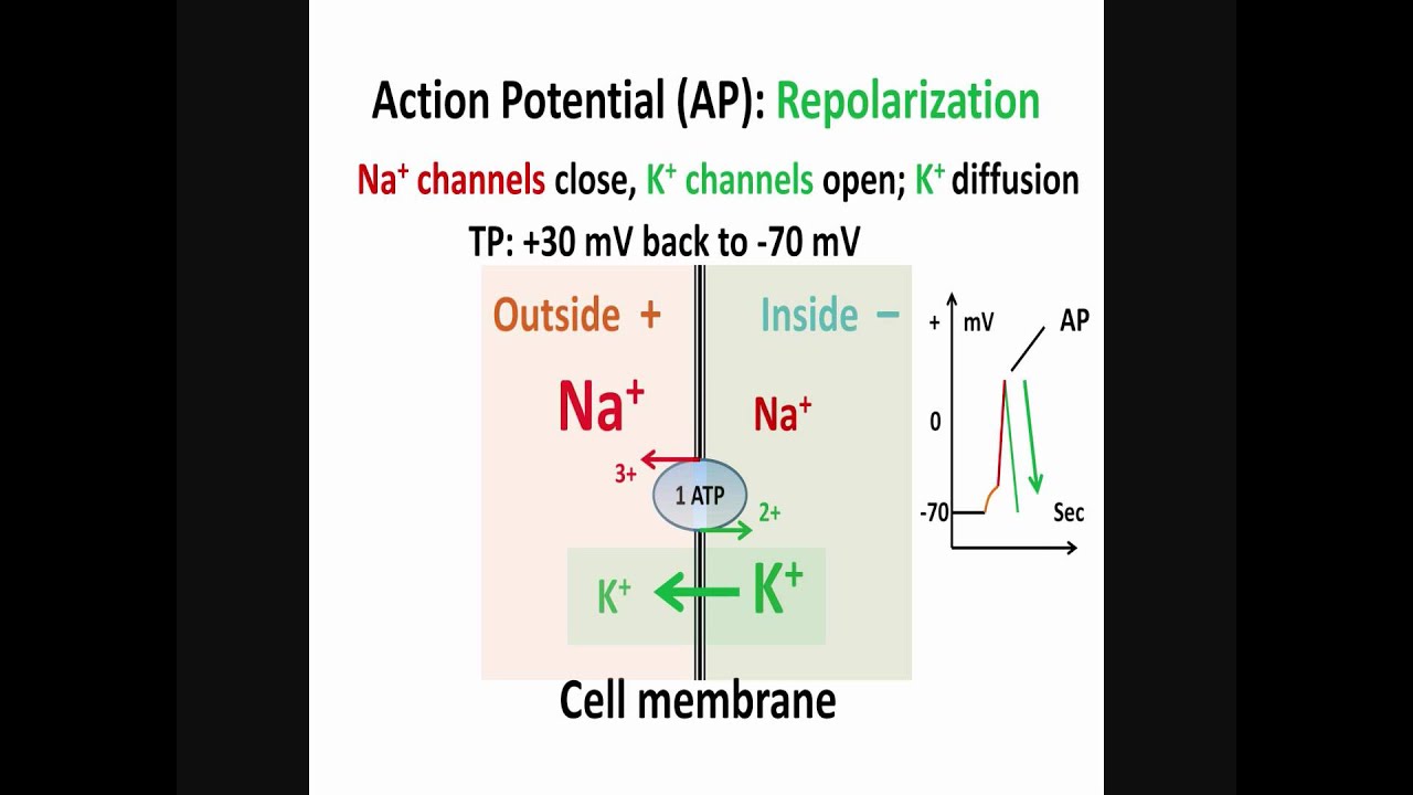 Neuron, Action Potential, Part 2: Depolarization, Repolarization