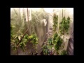 OMMP Safe Grow Blueberry Kush LED & CFL Flowering day 50 & next round veg