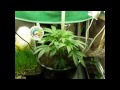 OMMP Safe Grow Blueberry Kush LED & CFL Flowering day 50 & next round veg