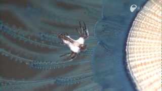 ギンカクラゲを食べるアオミノウミウシ  