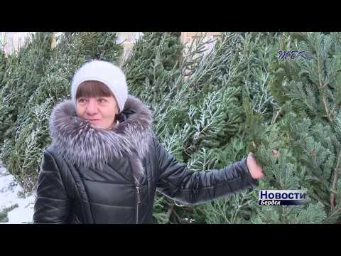 Колючий товар. Как выбрать «пушистую красавицу» в Бердске?