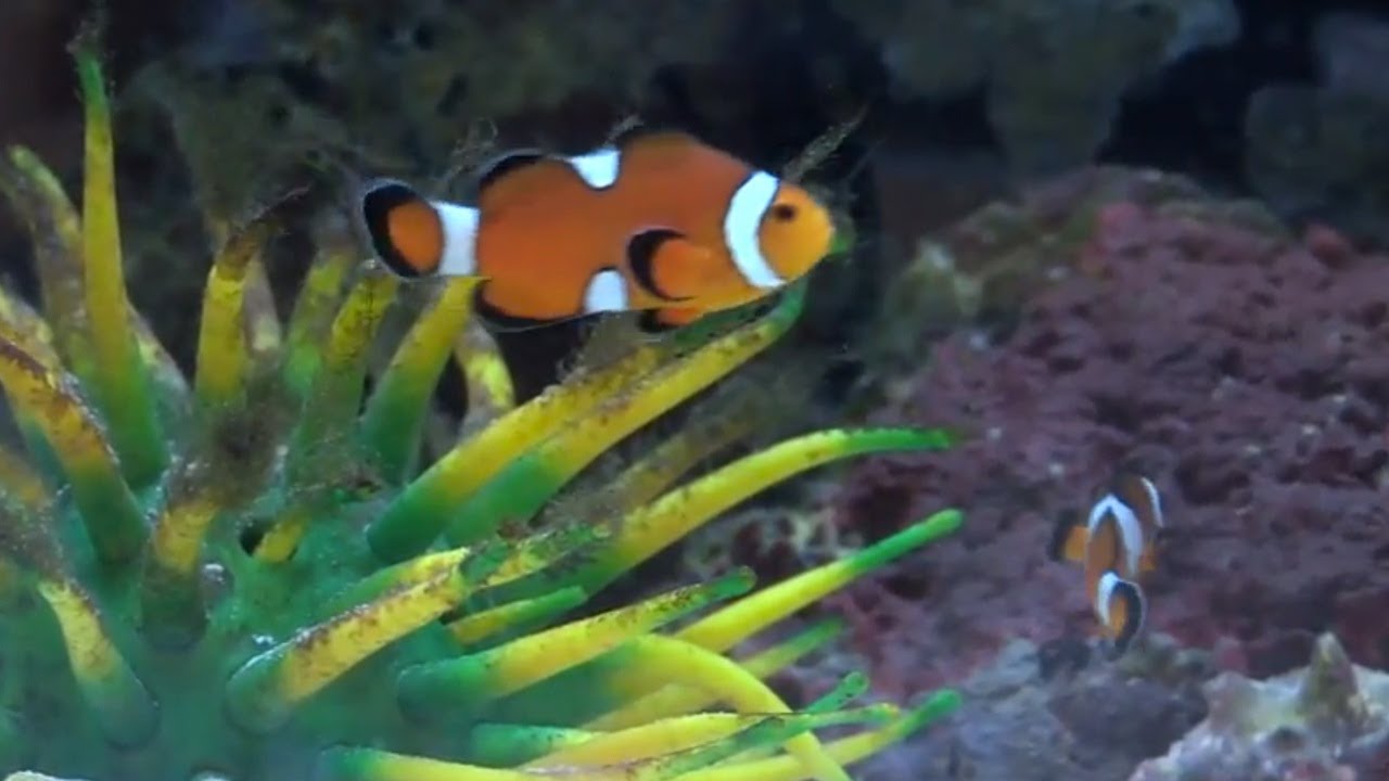 Sex-Changing Clownfish (4-min) - YouTube