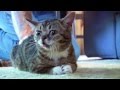 BUB SOUNDS
