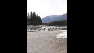 Herd of Elk swimming