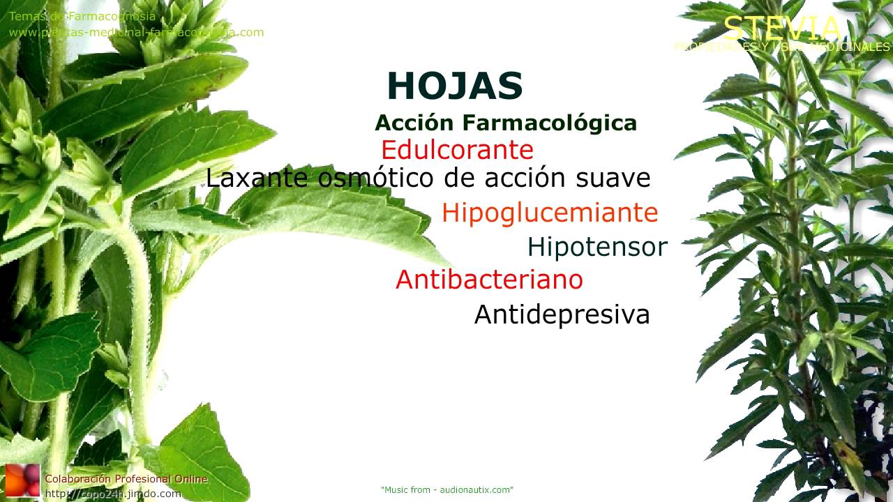Stevia. Propiedades y beneficios. Usos medicinales de la Stevia YouTube