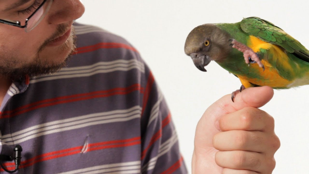 How to Teach Your Parrot to Talk | Parrot Training - YouTube
