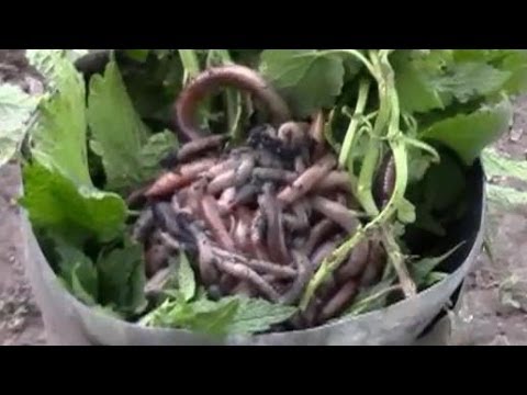 Как сделать наживку для ловли карася Как сделать наживку для ловли карася