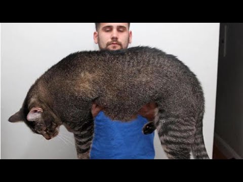 Cinder, ecco il gatto obeso costretto ad andare in palestra: i suoi allenamenti conquistano il web