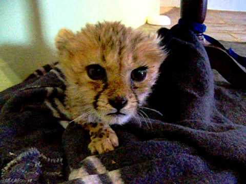 Cute Baby Cheetah Kitten Mewing - YouTube