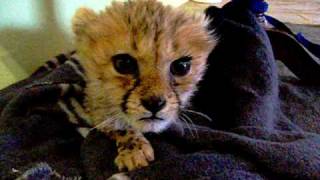 Cute Baby Cheetah Kitten Mewing Cute Baby Cheetah Kitten Mewing