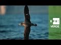 Desconexión lumínica por la Campaña de la Pardela (Fuerteventura)