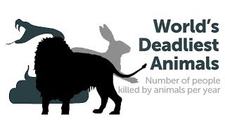 What is the World's Deadliest Animal?