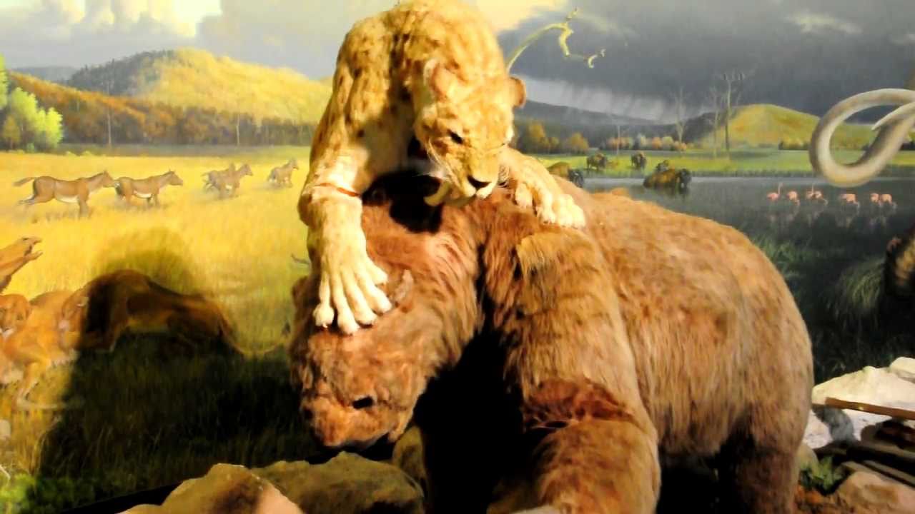 Image Result For Polar Bear Vs Grizzly Bear Image Result For Polar Bear Vs Grizzly Bear