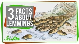 3 Facts About Lemmings