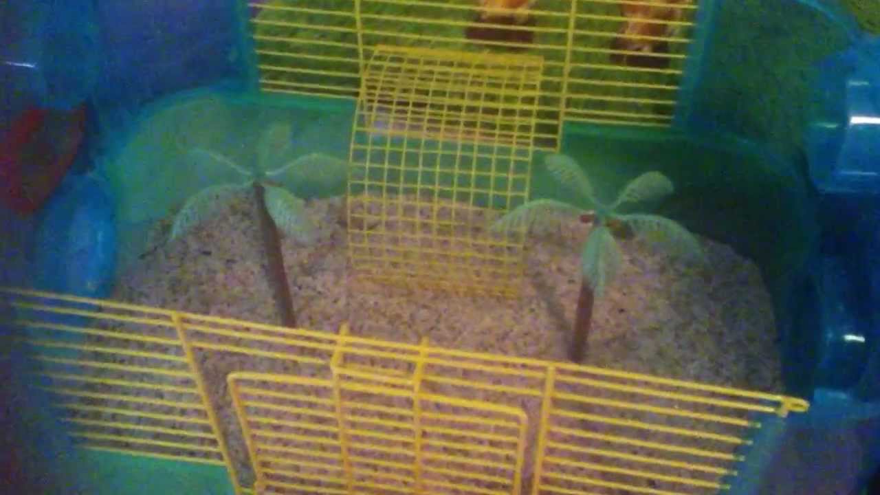 Hermit Crab Cage Setup YouTube