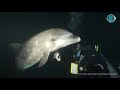 Bottlenose Dolphin Rescue