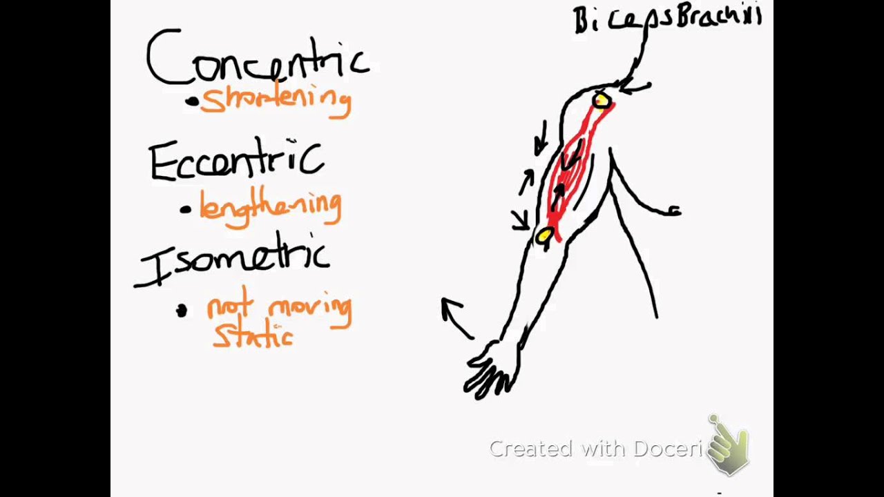 concentric eccentric isometric muscle contraction - YouTube