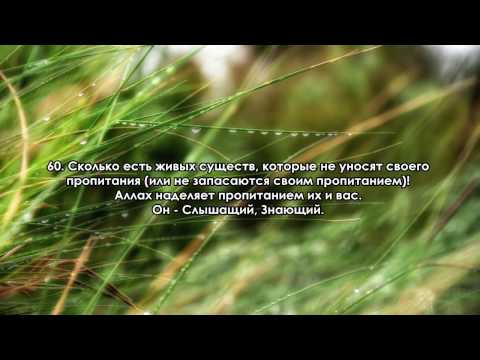 Сура 29 "Аль-Анкабут" (Паук)