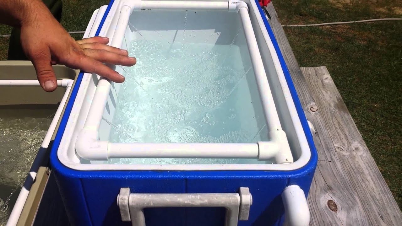 Homemade cooler livewell YouTube