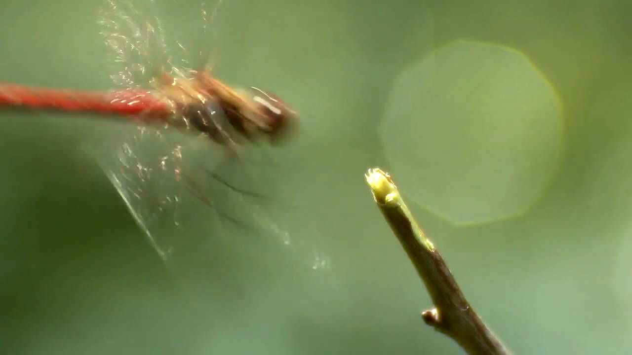 Dragonfly with sound YouTube