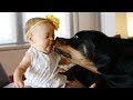 Rottweiler chrání dítě Rottweiler chrání dítě