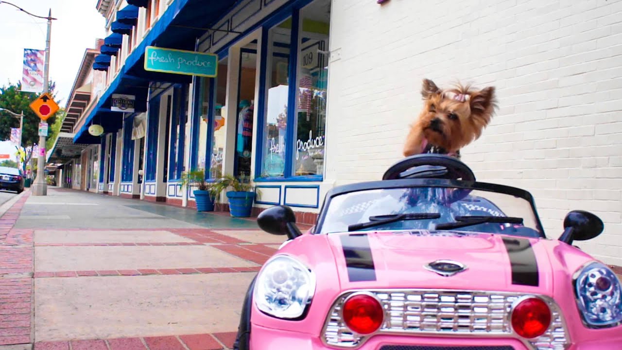Little Wonder Yorkie Dog Drives and Crashes Mini Cooper Car - Chloe