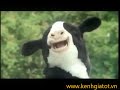 Quảng cáo hài Vinamilk con bò cười