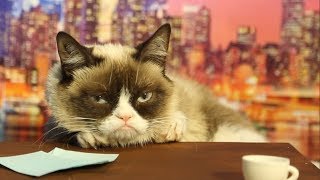 Grumpy Cat Auditions to Replace David Letterman