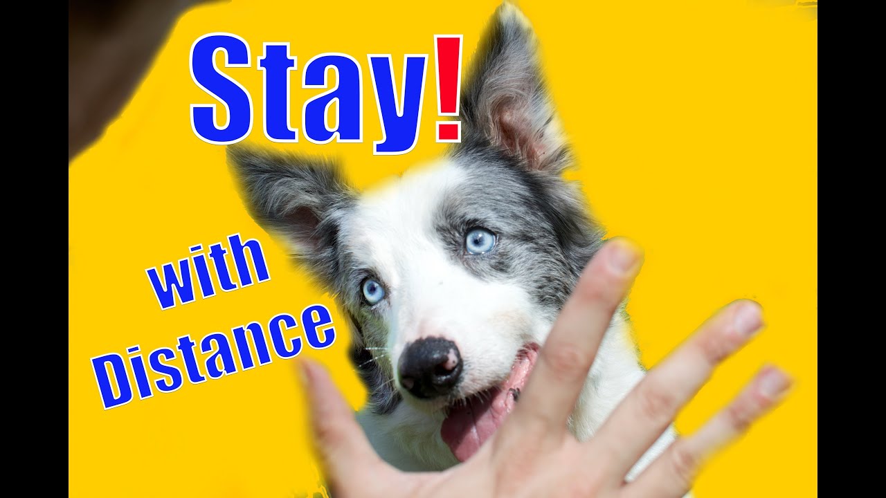 Dog Training 101: How to teach Stay with Distance - YouTube