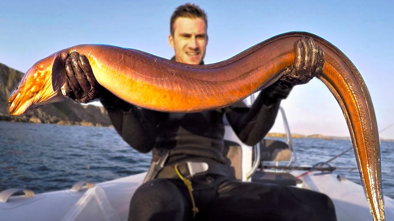 Информация о Giant EEL FISH Catch and Cook. 