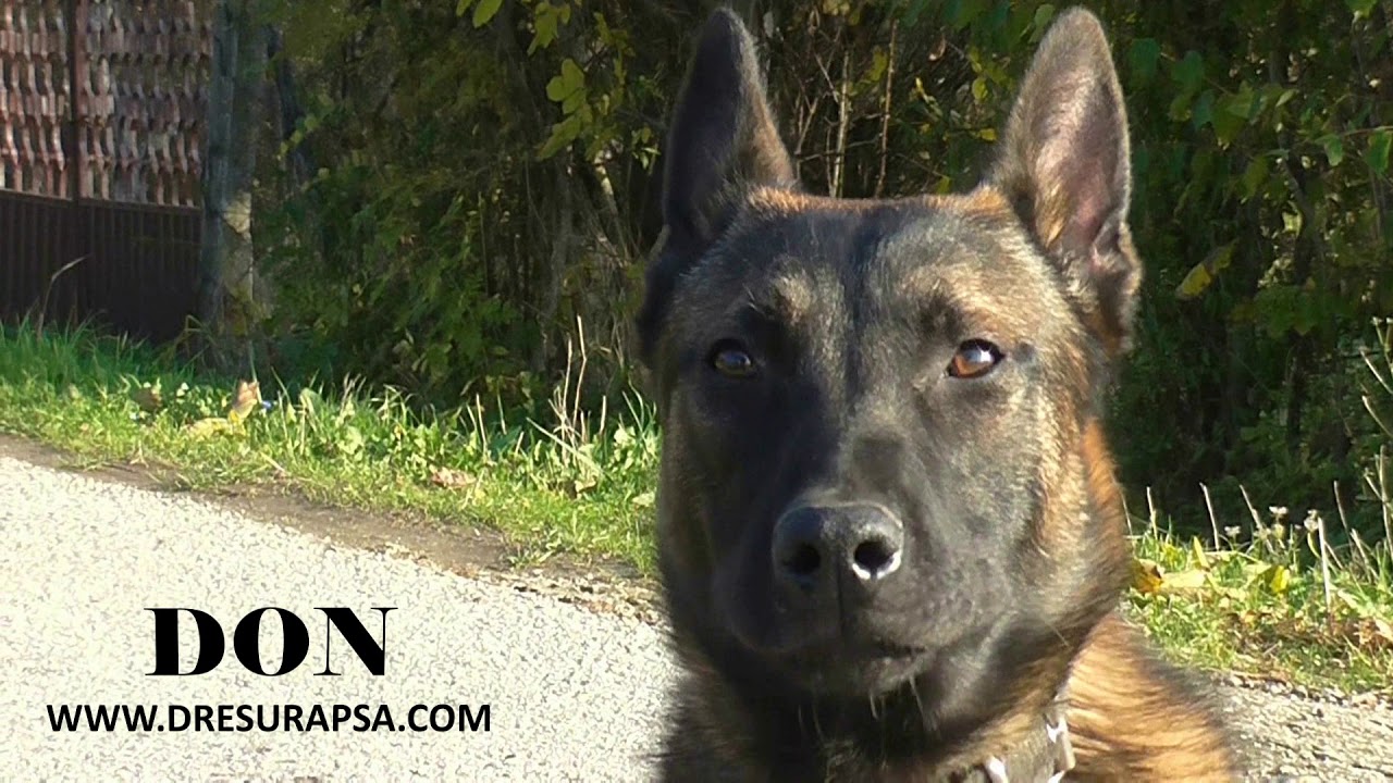 belgian malinois climbing wall