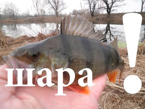 Прикормка для карпа осенью своими руками Прикормка для карпа осенью своими руками