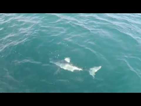 160 lb porbeagle shark