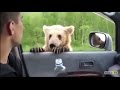 Медведь с детьми выпрашивает у водителей еду