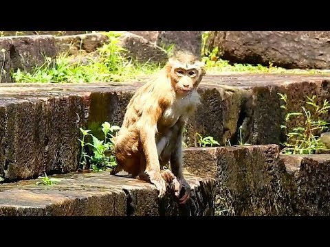Very Very funny monkey!! Poor little monkey Rose looks so cool, Both of them loving water so much
