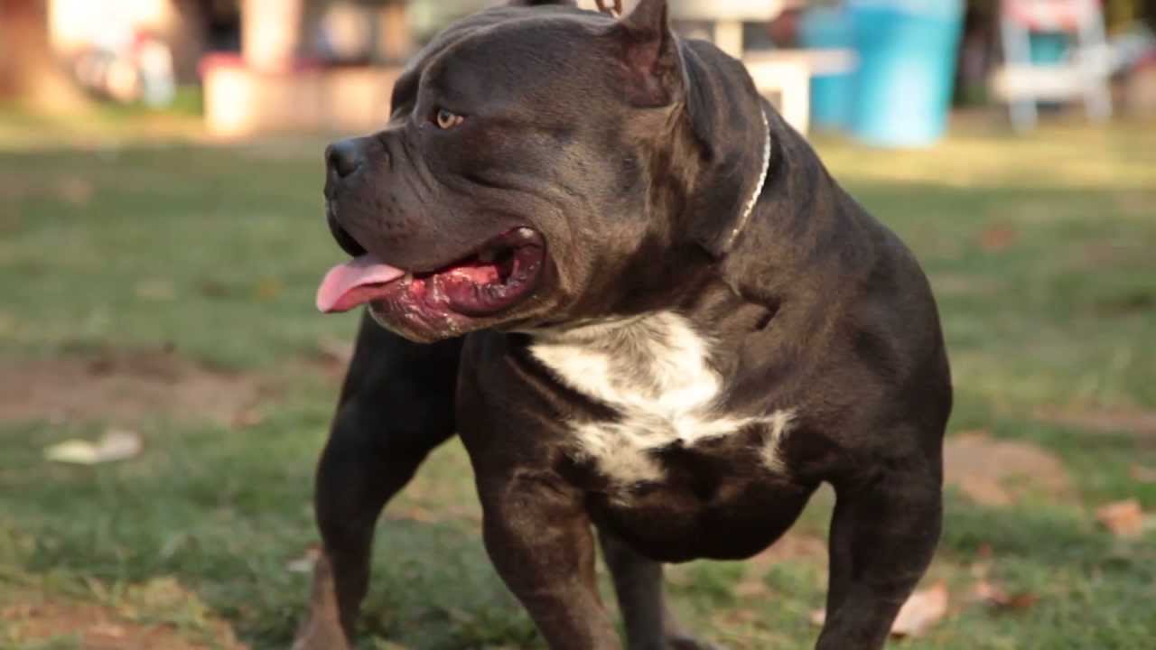 AMERICAN BULLY - BLUE BEATLE - YouTube