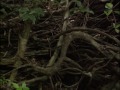 Martinique : 6 randonnées - Documentaire COMPLET