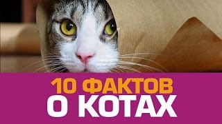 10 милых фактов о КОТАХ