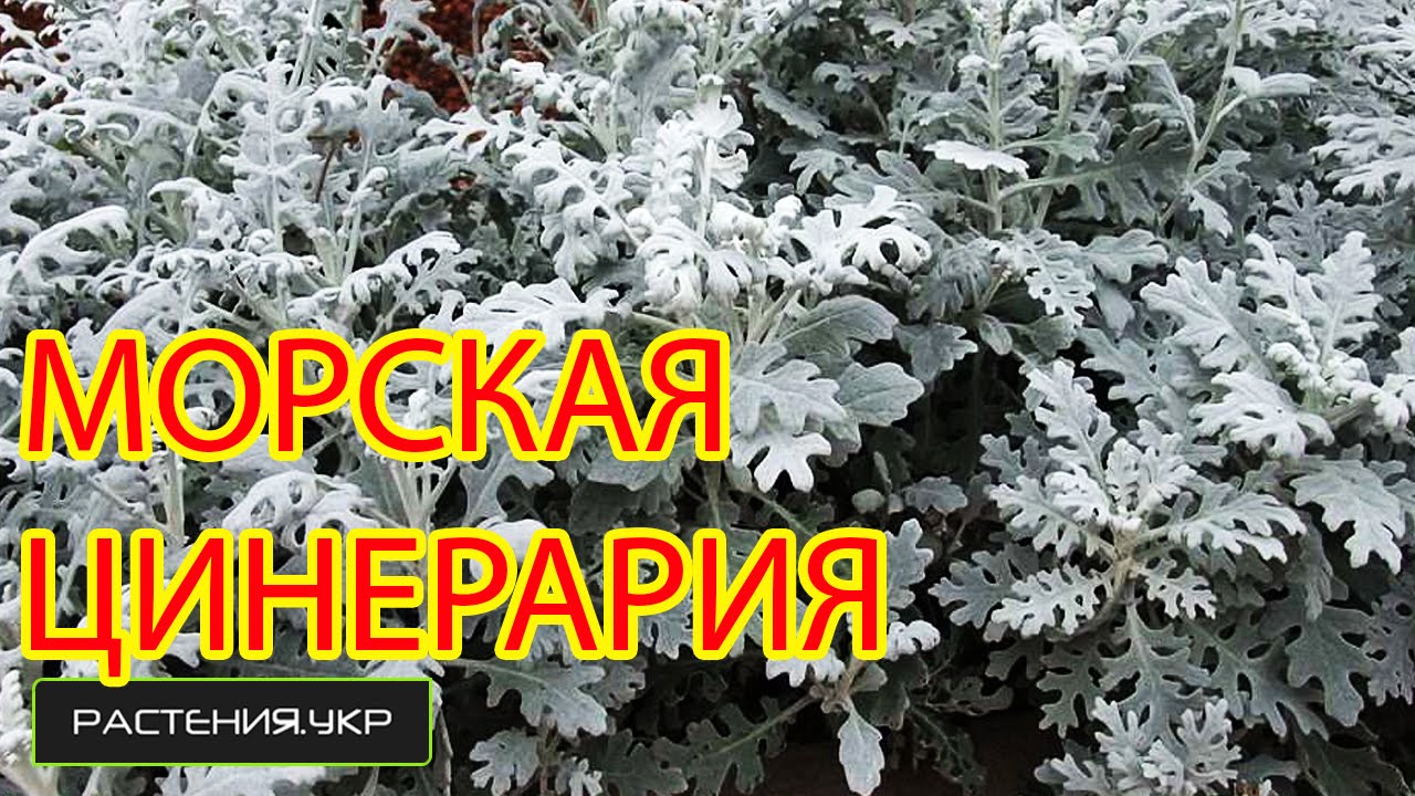 Выращивание цинерарии серебристой из семян 99