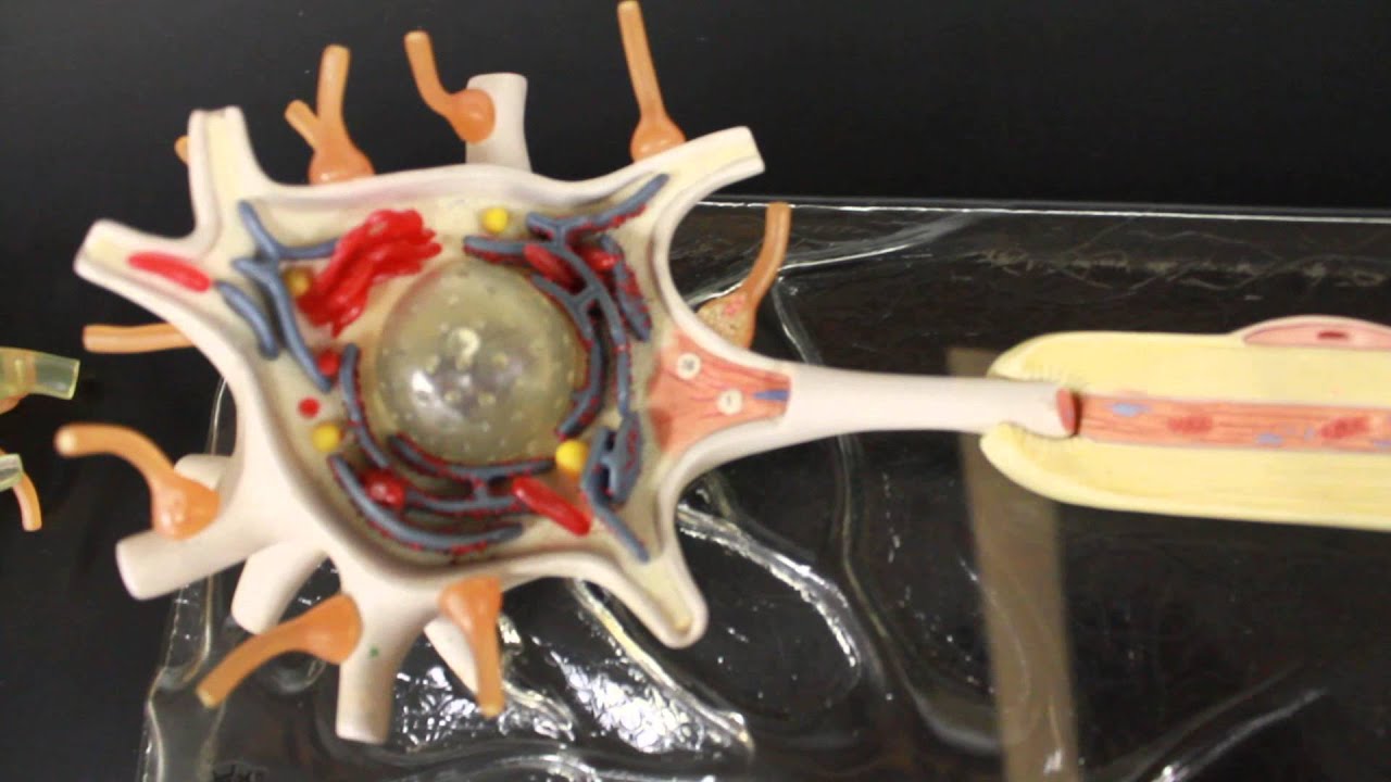 NERVOUS SYSTEM ANATOMY: Neuron, Nerve cell somso model - YouTube